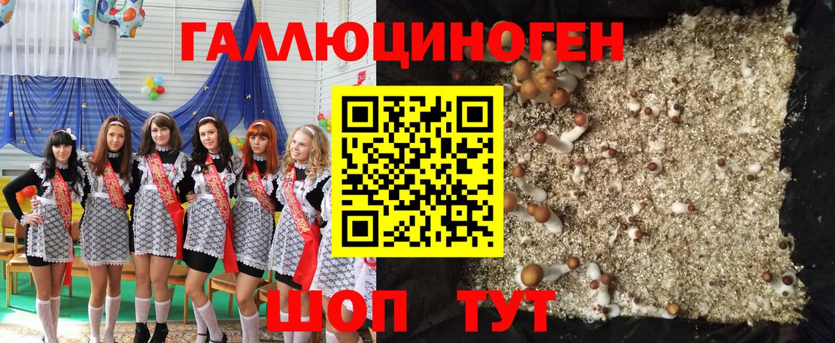Галлюциногенные грибы Psilocybe Новочебоксарск